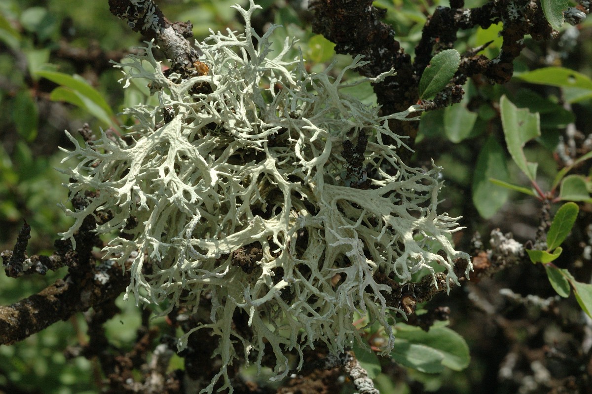 Представитель Семейства Ramalinaceae